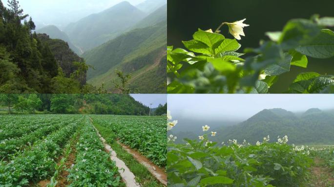 土豆地 土豆 阳光下的土豆花 乡村振兴