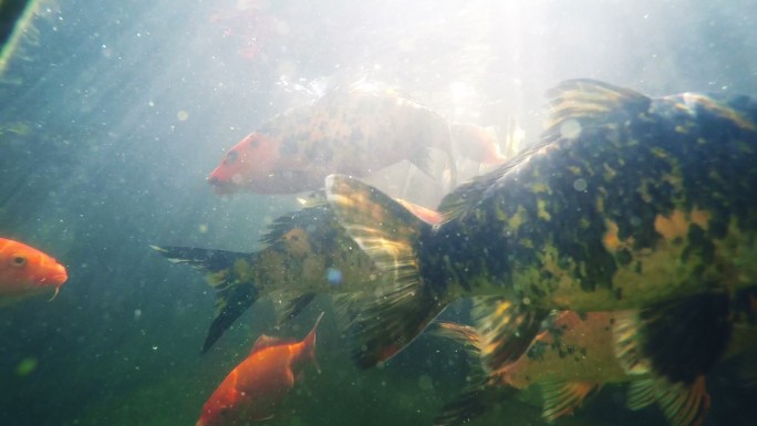 彩色锦鲤和金鱼水产养殖海洋海底