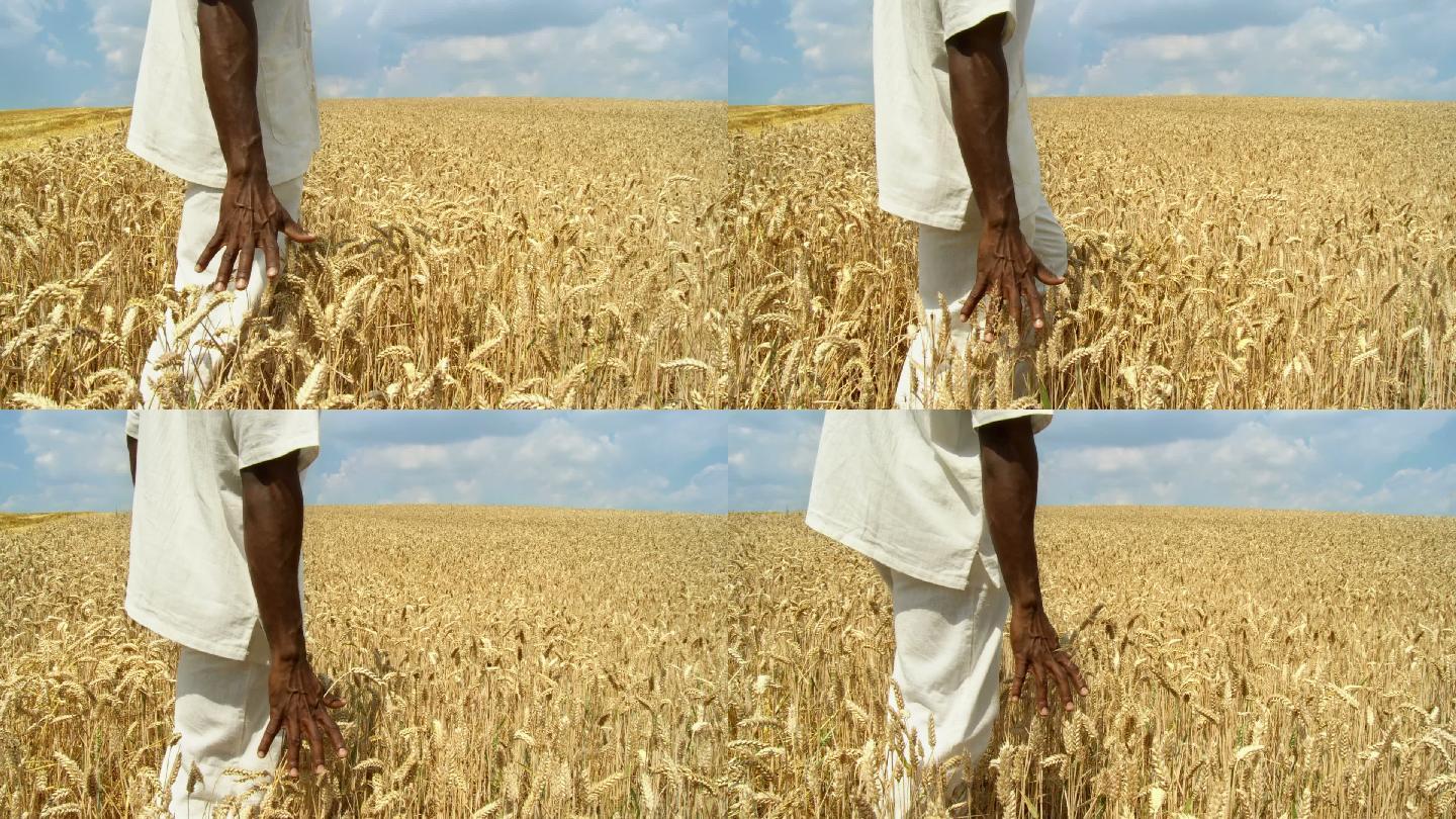 金黄色的麦子农作物收成收获安全丰收