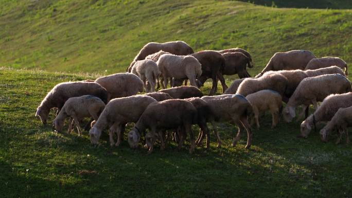 唯美羊群吃草画面