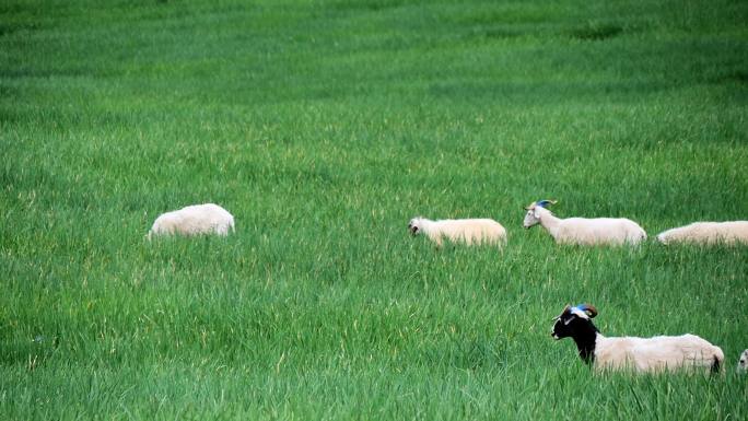 唯美羊群吃草画面