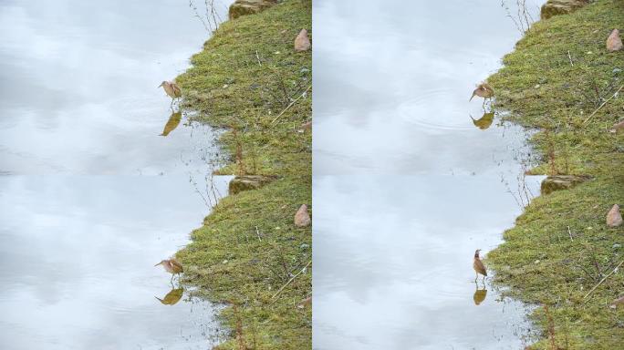 池塘边觅食的小鸟水草地湿地