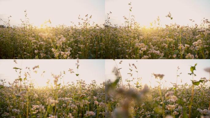 慢镜头拍摄的荞麦植物在阳光下。