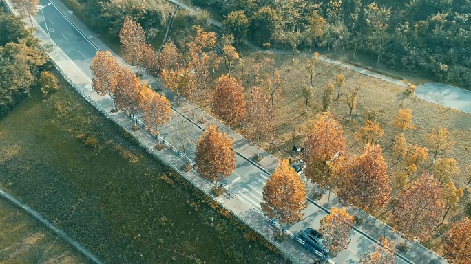 秋天道路上汽车行驶航拍