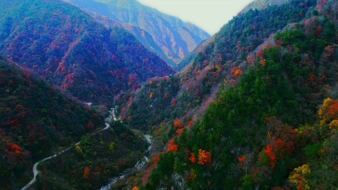 秦岭秋天景色红叶秋季秋色自然生态陕南风光