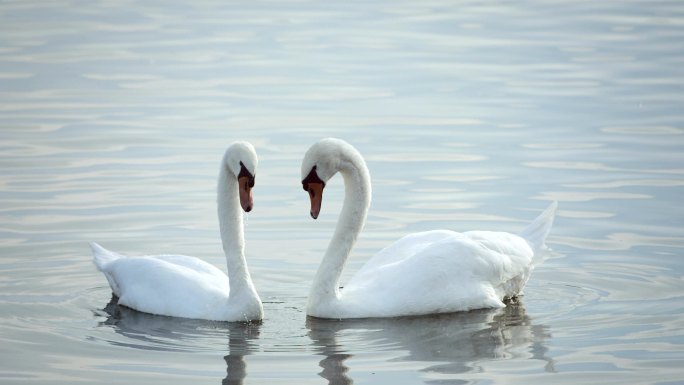两只天鹅在湖上游泳时脖子动成心形