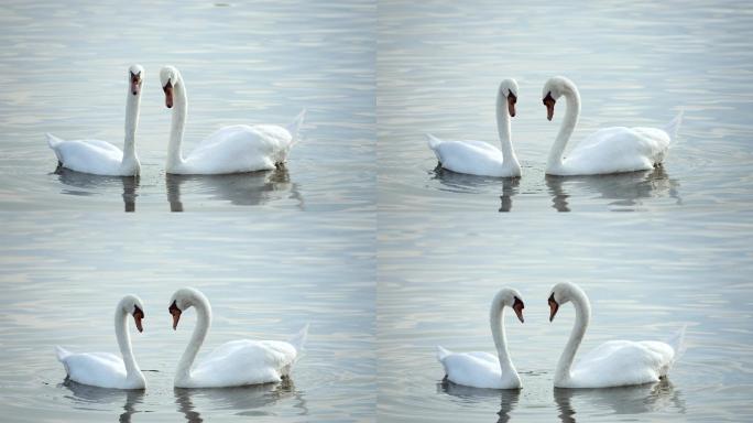 两只天鹅在湖上游泳时脖子动成心形