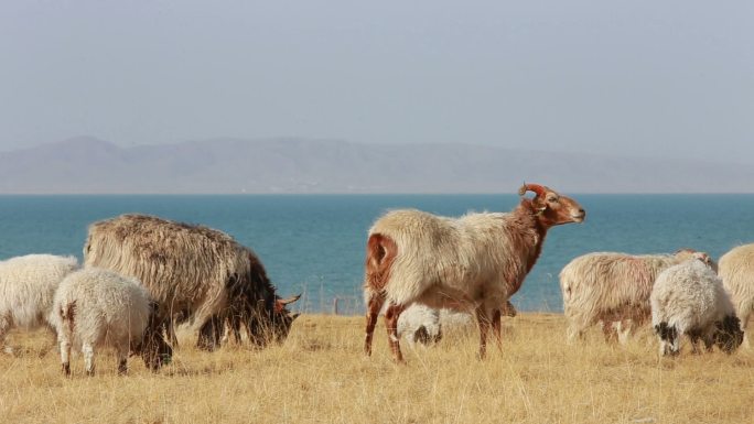 羊在青海湖边吃草视频素材