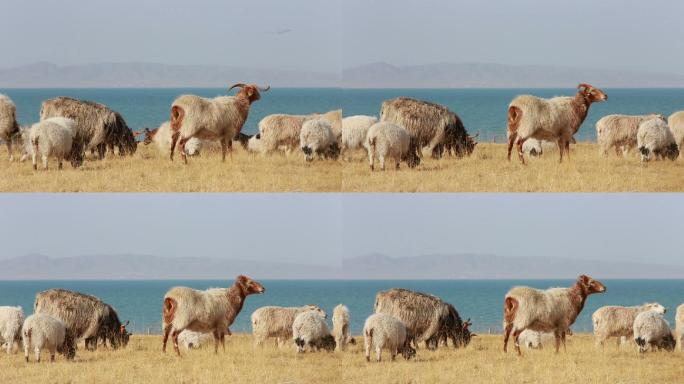 羊在青海湖边吃草视频素材