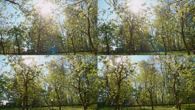 慢镜头低角度拍摄樱花树花瓣飘落。