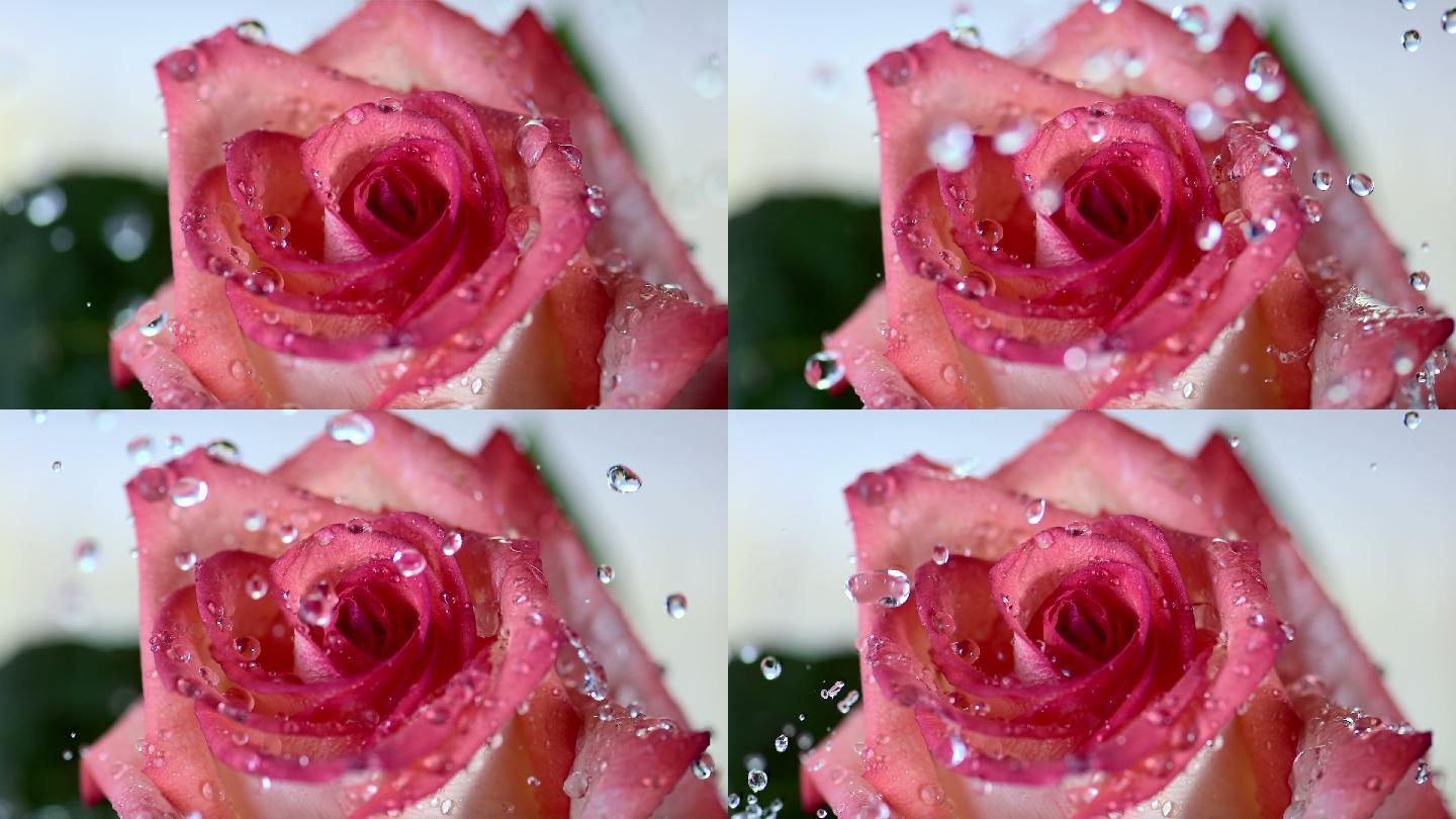 落在玫瑰花瓣上的雨滴