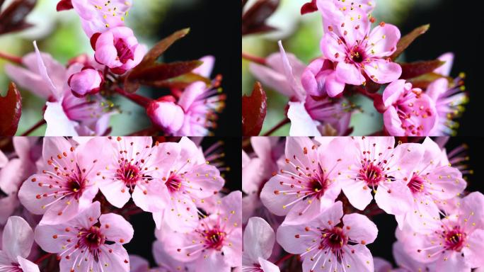 樱花盛开的时间流逝视频。