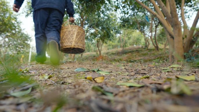 湖南 茶油 茶油树 基地 高清 采摘