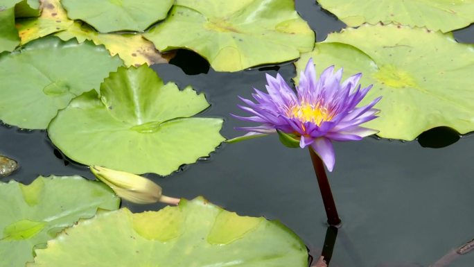 睡莲盛开在池塘唯美荷花莲池紫色莲花