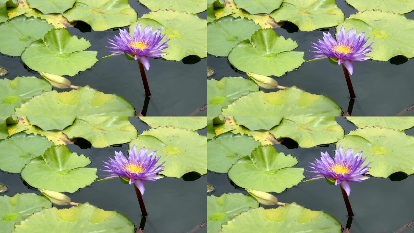 睡莲盛开在池塘唯美荷花莲池紫色莲花