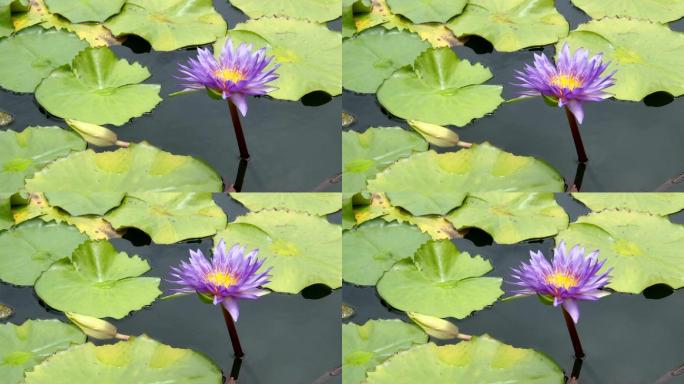 睡莲盛开在池塘唯美荷花莲池紫色莲花