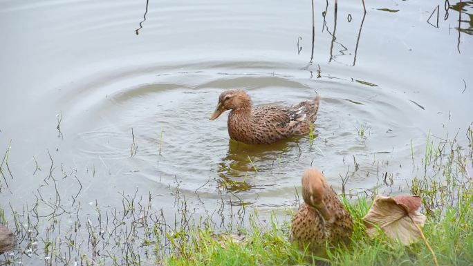 池塘边洗澡的鸭子