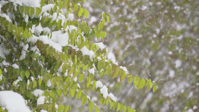 中国东北冬季大雪中的树绿叶植物
