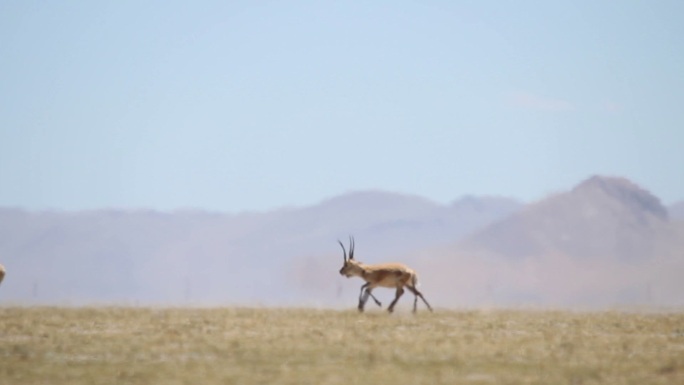 科科西里国家级自然保护区藏羚羊