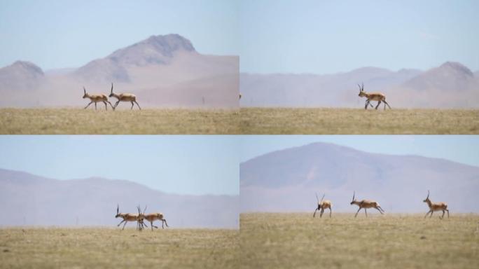科科西里国家级自然保护区藏羚羊