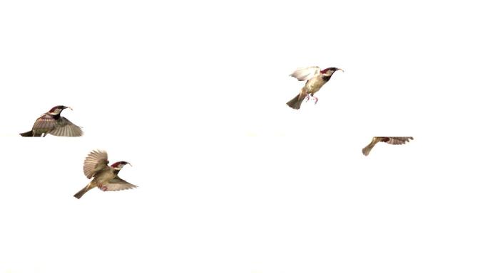 带着虫子的麻雀在飞行