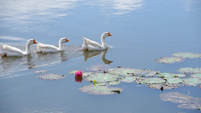 池塘里游玩的大白鹅