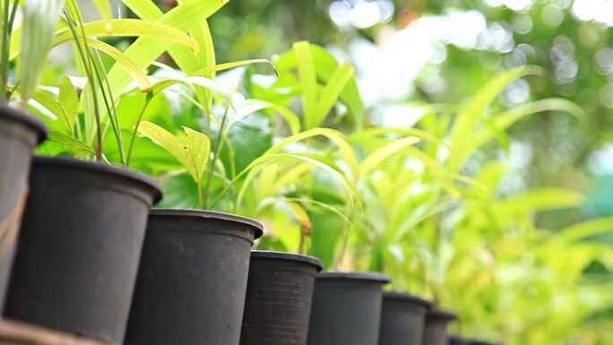 花盆和植物在家里的花园。