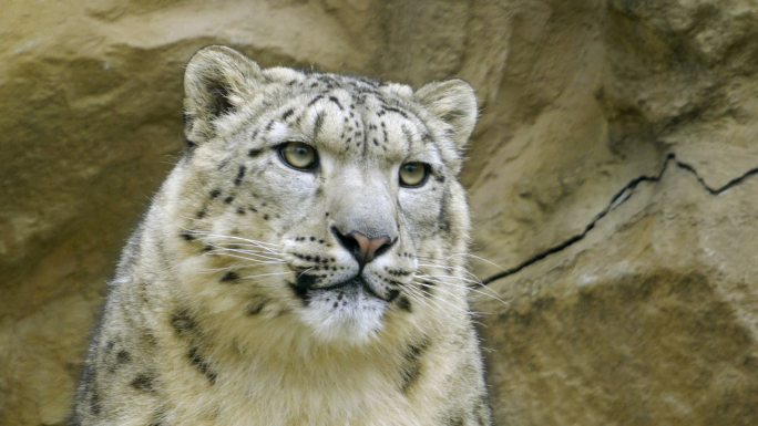 雪豹的特写豹纹哺乳动物食肉动物