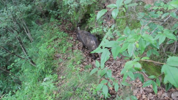 实拍高清山林中的野猪