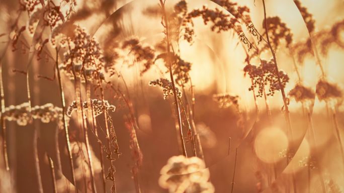 草地植物夕阳黄昏风景风光光芒光线