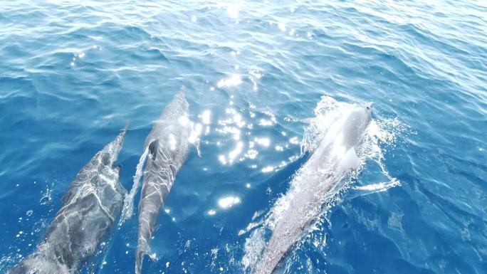 马尔代夫，一群海豚在海里游泳
