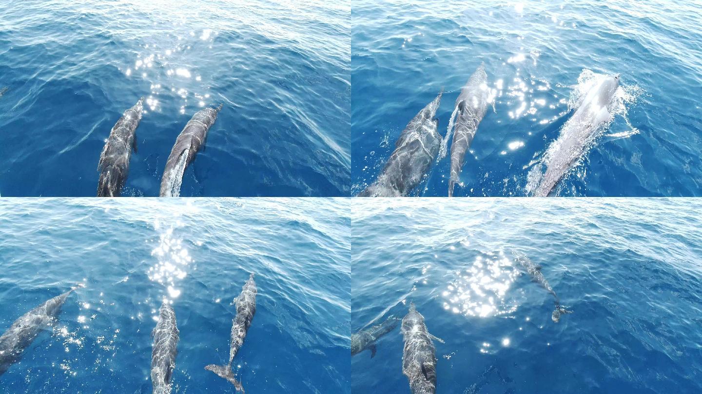 马尔代夫，一群海豚在海里游泳