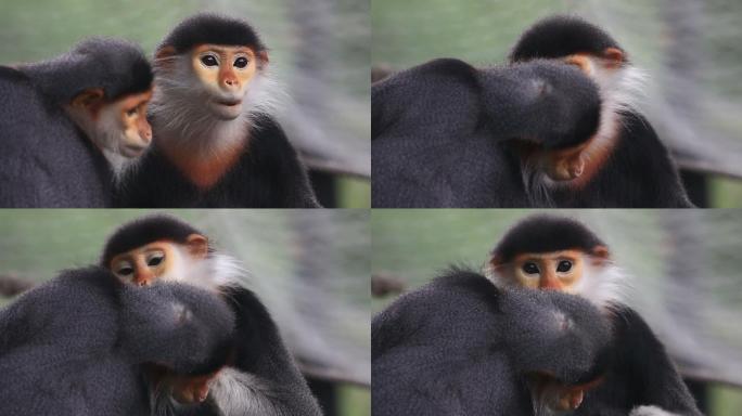 红臀叶猴特写拍摄保护动物宣传广告升格动作