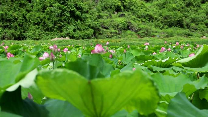 荷花 湿地公园 荷叶 荷花航拍