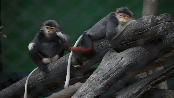 红腿叶猴猴类可爱小猴大自然