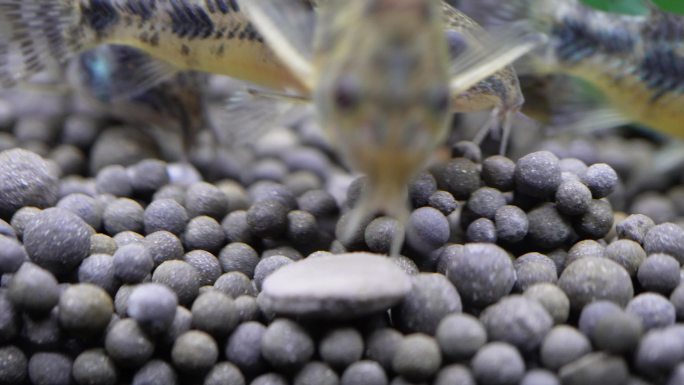 微距水族箱鼠鱼底栖鱼进食 (3)