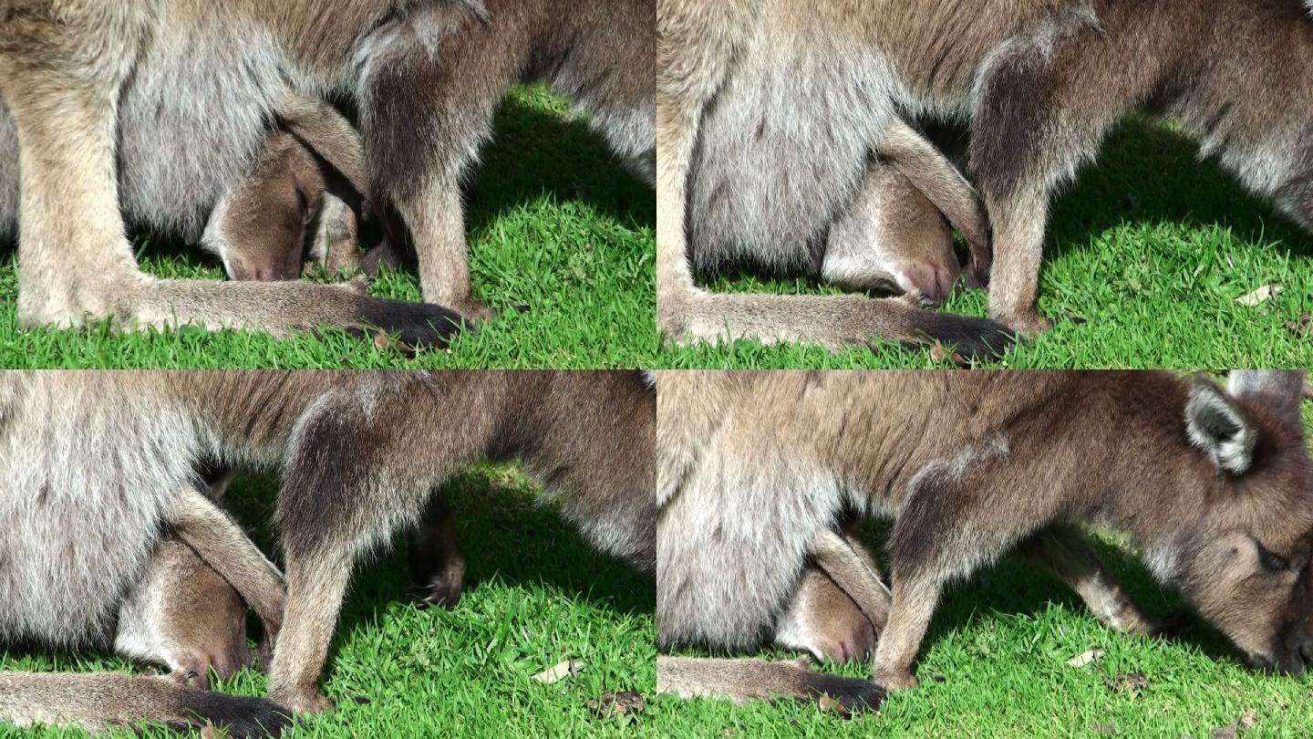 一只灰色袋鼠带着小袋鼠在绿色草地上吃草