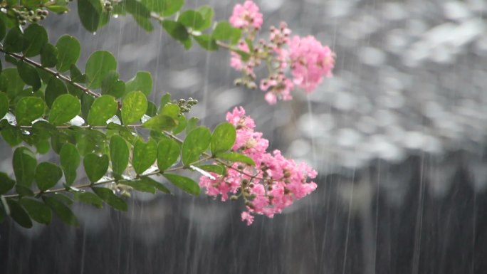 在雨中紫薇的特写镜头。