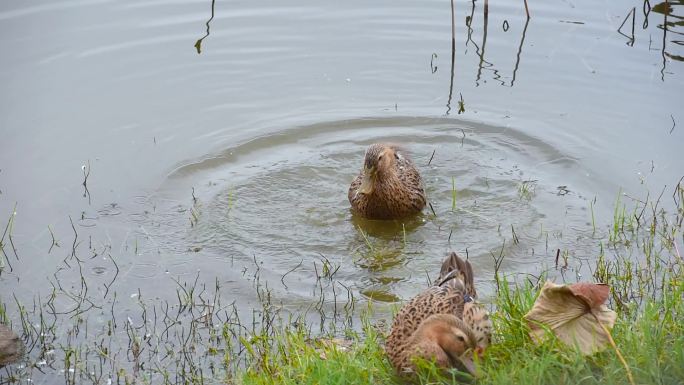 池塘边水草地湿地鸭子自由自在洗澡玩耍戏水