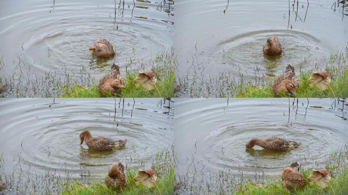 池塘边水草地湿地鸭子自由自在洗澡玩耍戏水