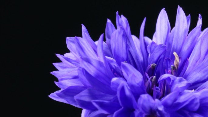 蓝色美丽的花盛开生命绽放花瓣花蕊特写镜头