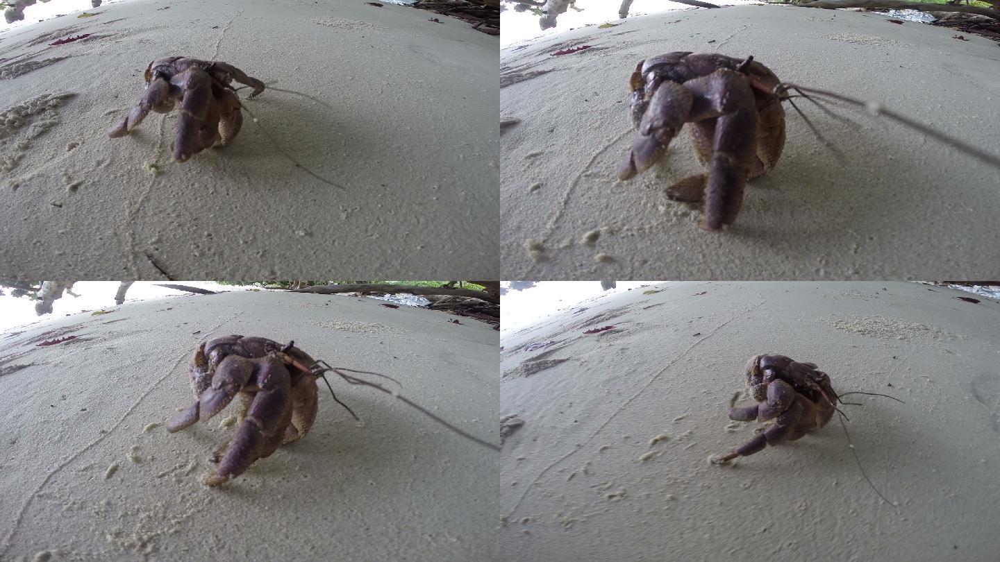 寄居蟹在海滩上散步