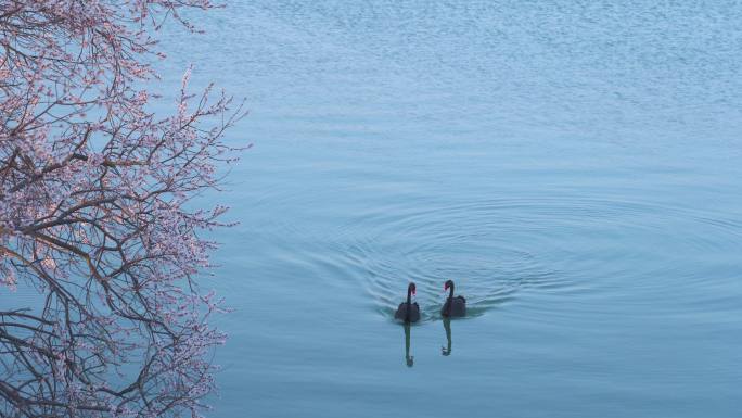 《黑天鹅与花》生态区湿地湖泊
