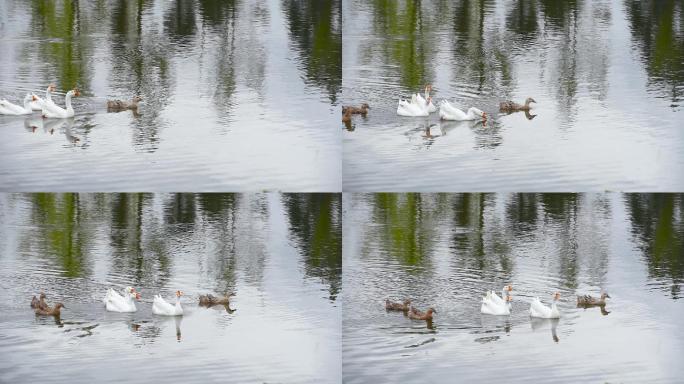 池塘里游玩的大白鹅