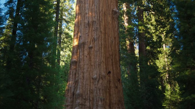 谢尔曼将军树在巨大的森林红杉国家公园