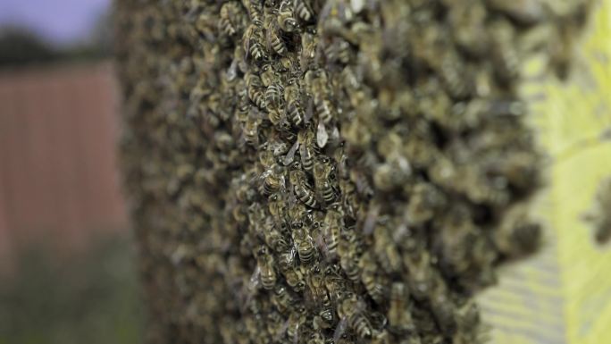 蜂房上有一大群蜜蜂。蜜蜂酿蜜。养蜂