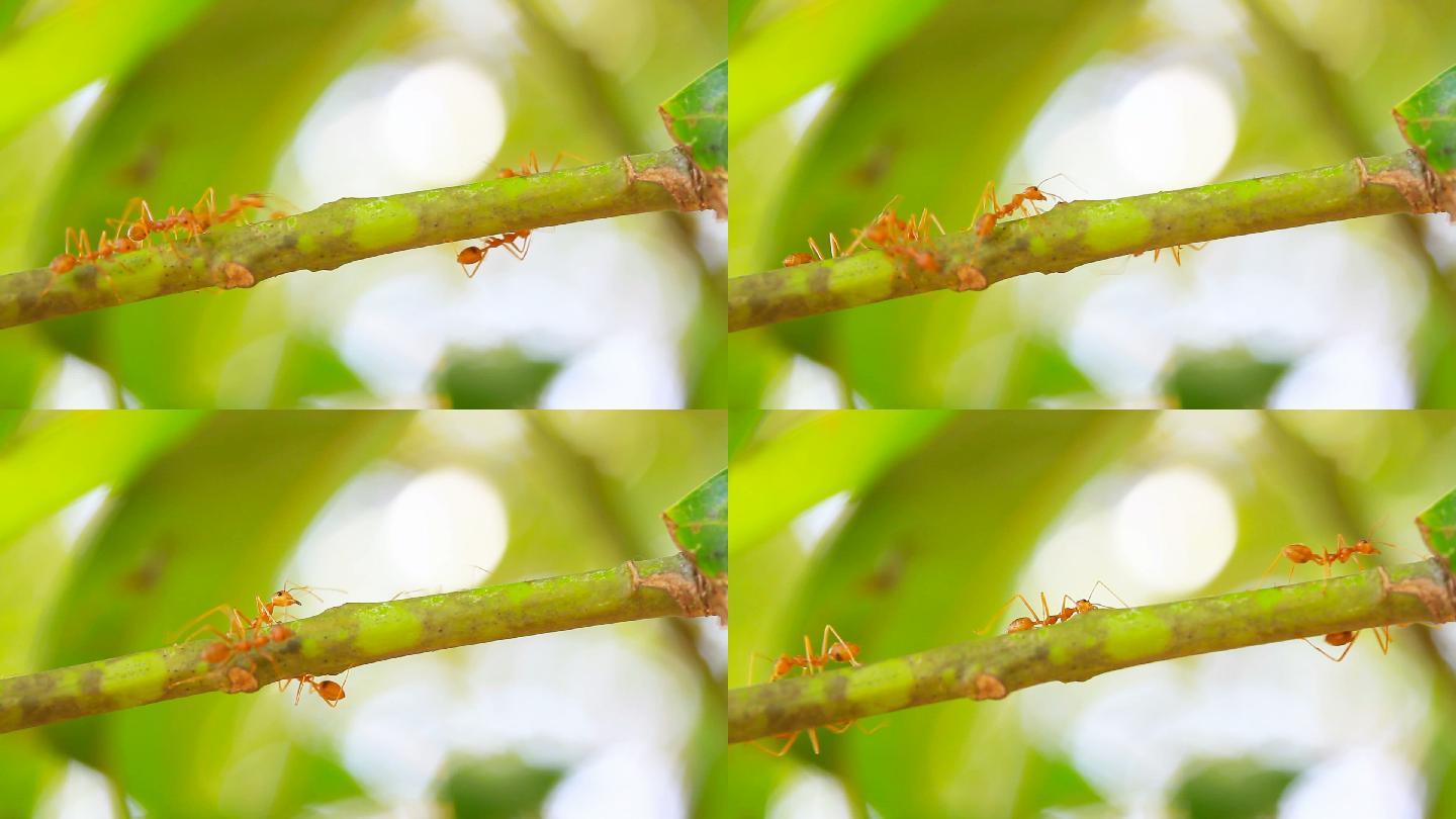 树上的红蚂蚁大自然红蚁树枝树叶