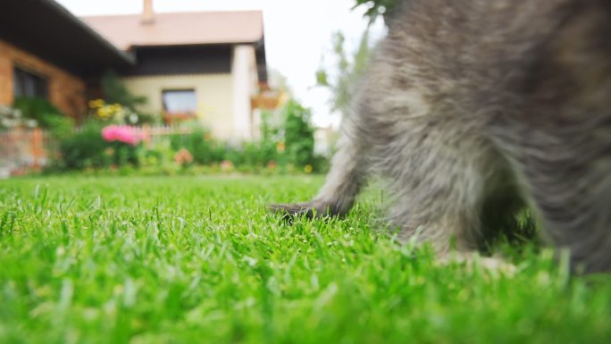 一只可爱的小猫在后院里草丛中抓玩具