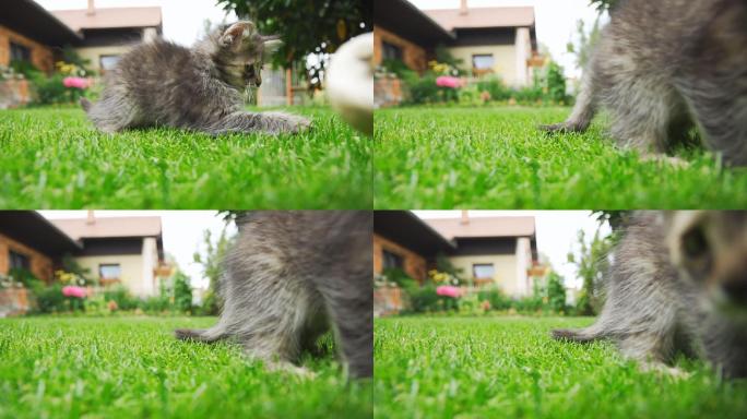 一只可爱的小猫在后院里草丛中抓玩具
