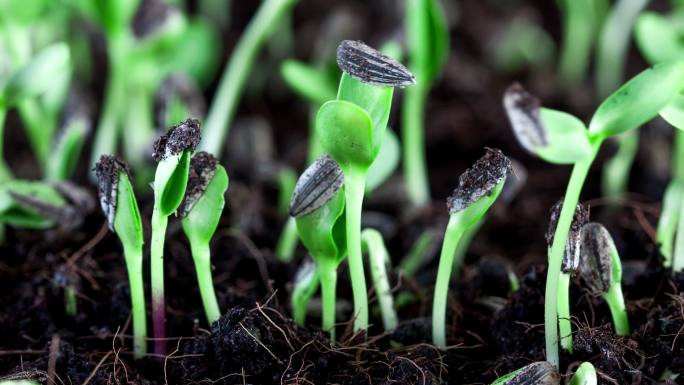 向日葵种子植物在土壤中发芽生长特写
